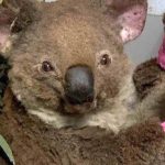 After Australian Bushfires, People Knit Mittens for Burnt Koalas and Raise Almost $2 Million to Help