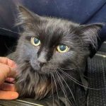 Missing Cat Finally Reunited With Owner After It Was Found Wandering the Streets 1,400 Miles Away