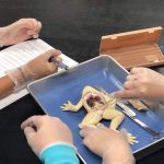 Hyper-Realistic Replicas Finally Spare Students—and Declining Frog Populations—From Biology Class Dissections