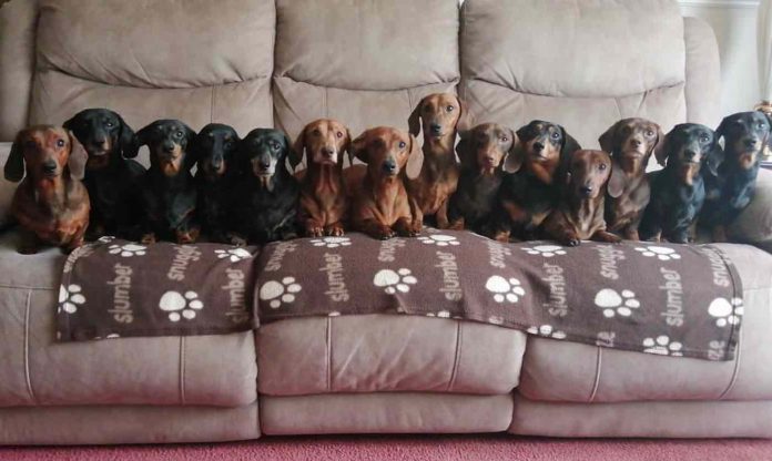 17 Dachshunds in a Row-Liam Beach Instagram