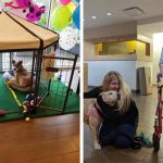 Hotel Helps Dogs Get Adopted By Allowing Long-Term Guests to Foster Shelter Pups During Their Stay