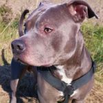 Woman Was Scared Of Neighbor’s Pit Bull—Until He Saved Her Life