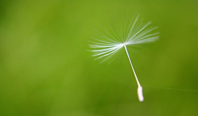 dandilion seed flying wishing-cc-the yes man