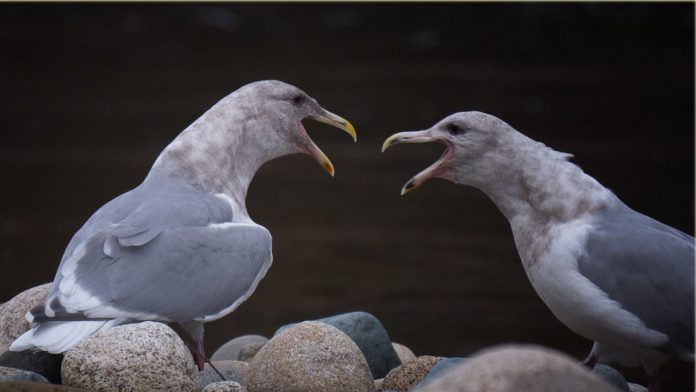 seagulls arguement birds-cc-marneejill