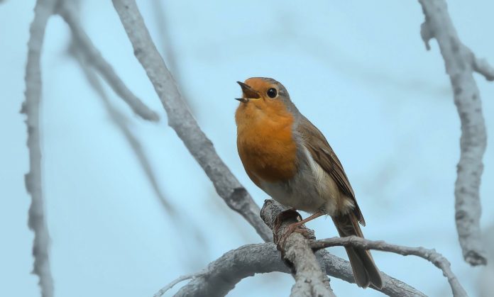 singing robin bird-cc-Bernd Thaller