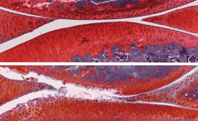 Arthritic Joints of Rats Cropped-Salk Institute