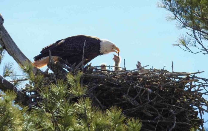 Bald Eagle Nest With Chicks-Public Domain via Pxhere