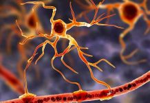 Descubrimiento Asombroso del Flujo Sanguíneo Podría Trazar Nuevas Formas de Tratamiento para la Demencia y la Migraña