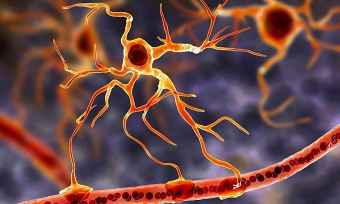 Blood Pressure Sensors Astrocytes-University of Auckland Released