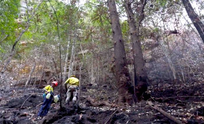 Firefighters and Wollemi Trees-AFP News Agency Youtube Screenshot