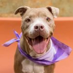 US Department of Transportation to Ban Dog Breed Discrimination on Airlines—Particularly Against Pit Bulls