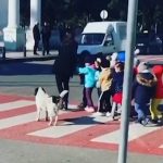 Watch Stray Dog Jump into Action to Help Kindergartners Safely Cross Busy Street