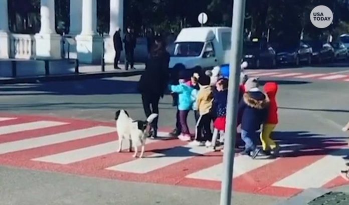 Kids Crossing Street-USA Today Embed Screenshot