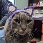 Stray Cat With No Ears Finally Adopted After Shelter Worker Crochets Her a Pair of Purple Ones