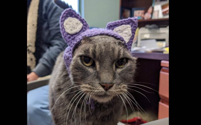 Lady in a Fur Coat-Dane County Humane Society Facebook