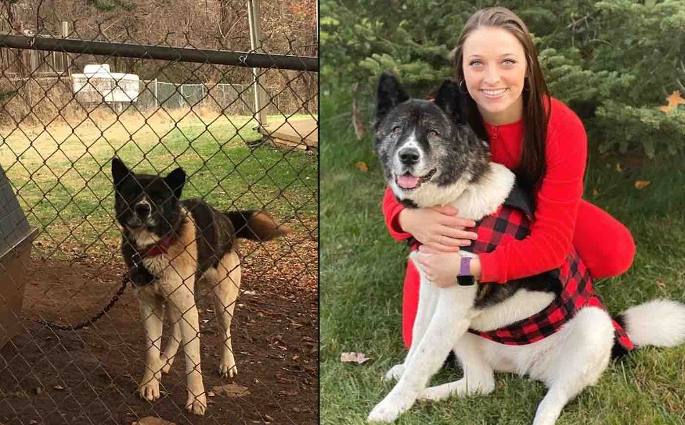 Woman Who Visited and Fed Chained-Up Dog for a Year Finally Gets to Adopt it From Neighbor's Yard