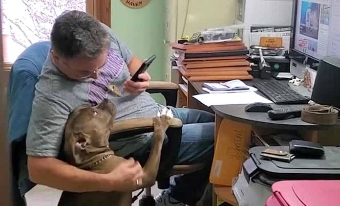 Man and His Dog Singing Thats Amore-Rumble Embed Screenshot