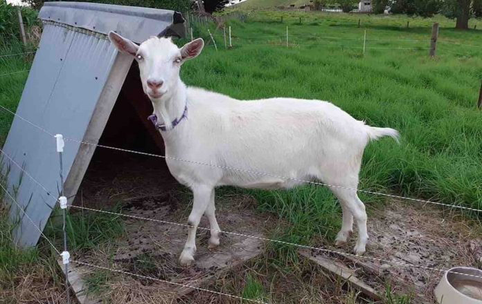 Peaches the Goat-Maungaturoto : Heart of the Kaipara Facebook