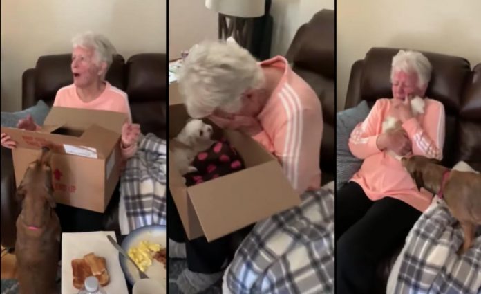 Sobbing Grandma Surprised With Puppy-Rumble Embed Screenshot