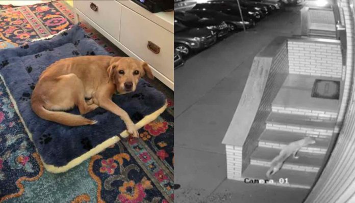 Suzy the Dog-Jack Jokinen Twitter