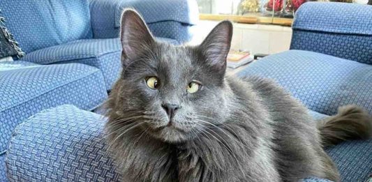 Cross-Eyed Cat Raises Money for Charity