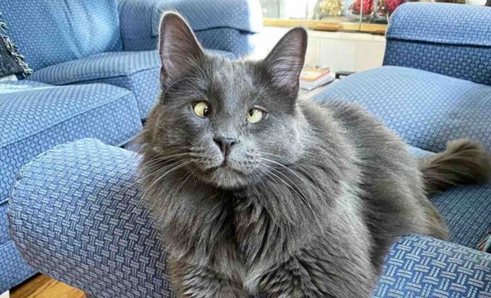 Belarus the Cross-Eyed Cat-My_Boy_Belarus Instagram