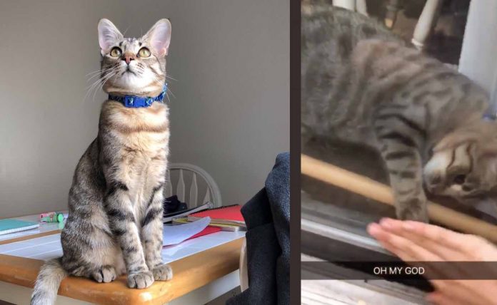 Boko the Rescue Cat-Gabby Tropea Twitter
