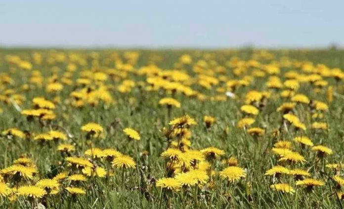 Dandelions-British Ecological Society Released