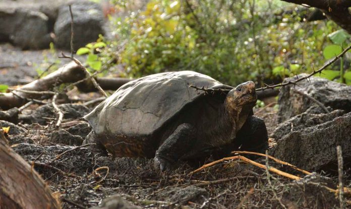 Fernandina tortoise-courtesy-GALAPAGOS NATIONAL PARK DIRECTORATE-released