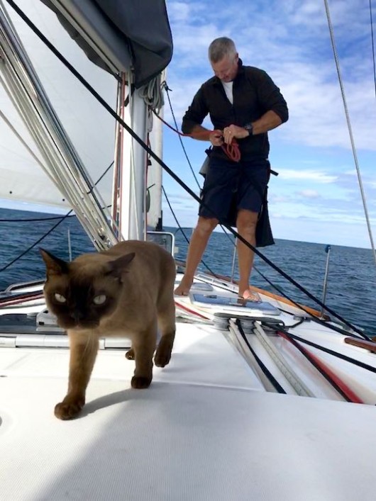 This Epic Pirate Cat Has Spent Her Whole Life Sailing the Ocean (Look)