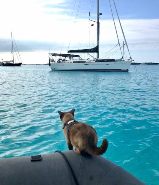 This Epic Pirate Cat Has Spent Her Whole Life Sailing the Ocean (Look)