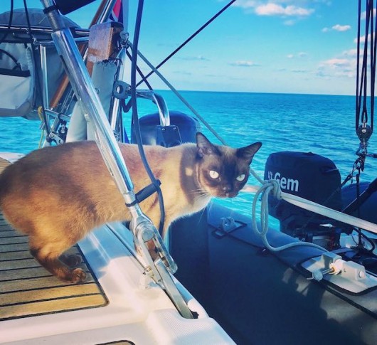 This Epic Pirate Cat Has Spent Her Whole Life Sailing the Ocean (Look)