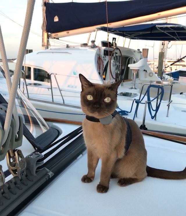 This Epic Pirate Cat Has Spent Her Whole Life Sailing the ...