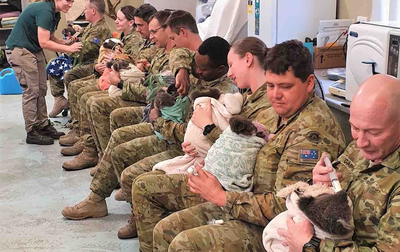 Image result for australian soldiers care for koalas