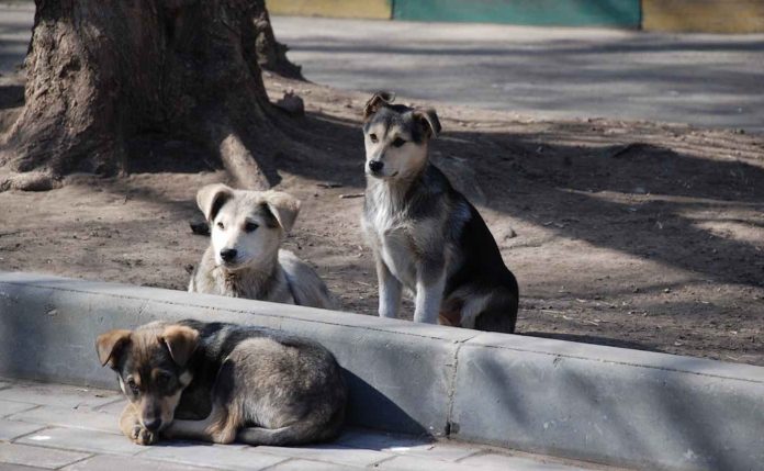 Stray Dogs-CC Andrey via Wikipedia Commons