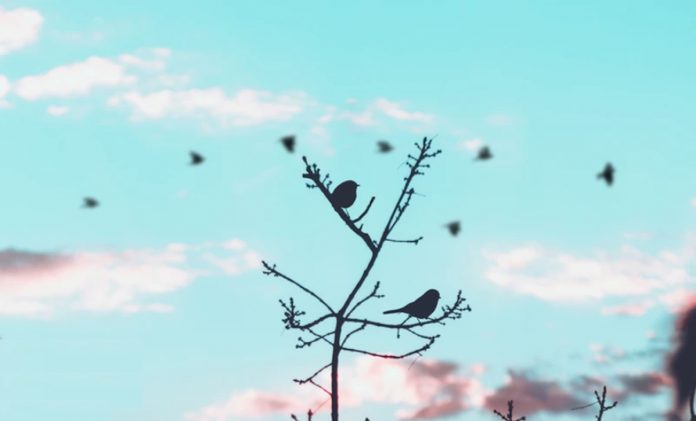 birds on branches in sillouette-nature-pubdomain