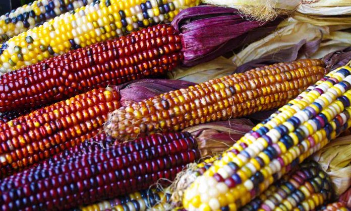 corn-food-crop-cc-petitspapiers