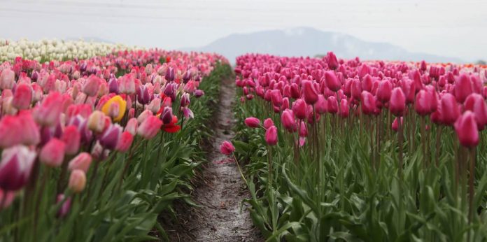 tulips field path beauty garden-pubdomain-Polychrome Creative