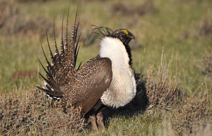 Greater Sage-Grouse-bird-cc-Jeannie Stafford:USFWS
