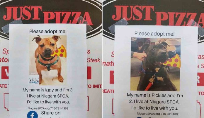 Just Pizza Boxes With Shelter Dogs-Niagara SPCA Facebook
