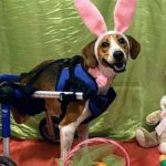 Two-Legged Dog Named ‘Lieutenant Dan’ is Vying to Be the Next Cadbury Bunny