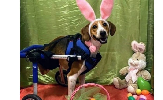 Lieutenant Dan the Dog-Cadbury Released