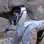 Stalking Lions, Pandas, and Penguins During Your Social Distancing With These 10 Awesome Animal Livestreams
