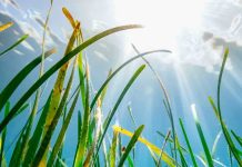 Se Siembran un Millón de Plántulas de ‘Wonder Plant’ en Gales para Combatir la Crisis Climática y Crear Mares Saludables