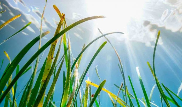 Seagrass-Swansea University Released
