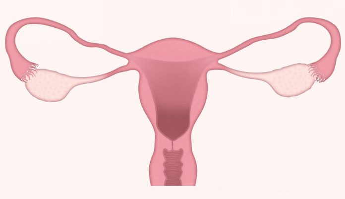 Uterus Illustration-Public Domain via Pixabay