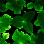 For the First Time, Researchers Make Plants That Glow Sustainably—And They Could One Day Light Up Our Homes
