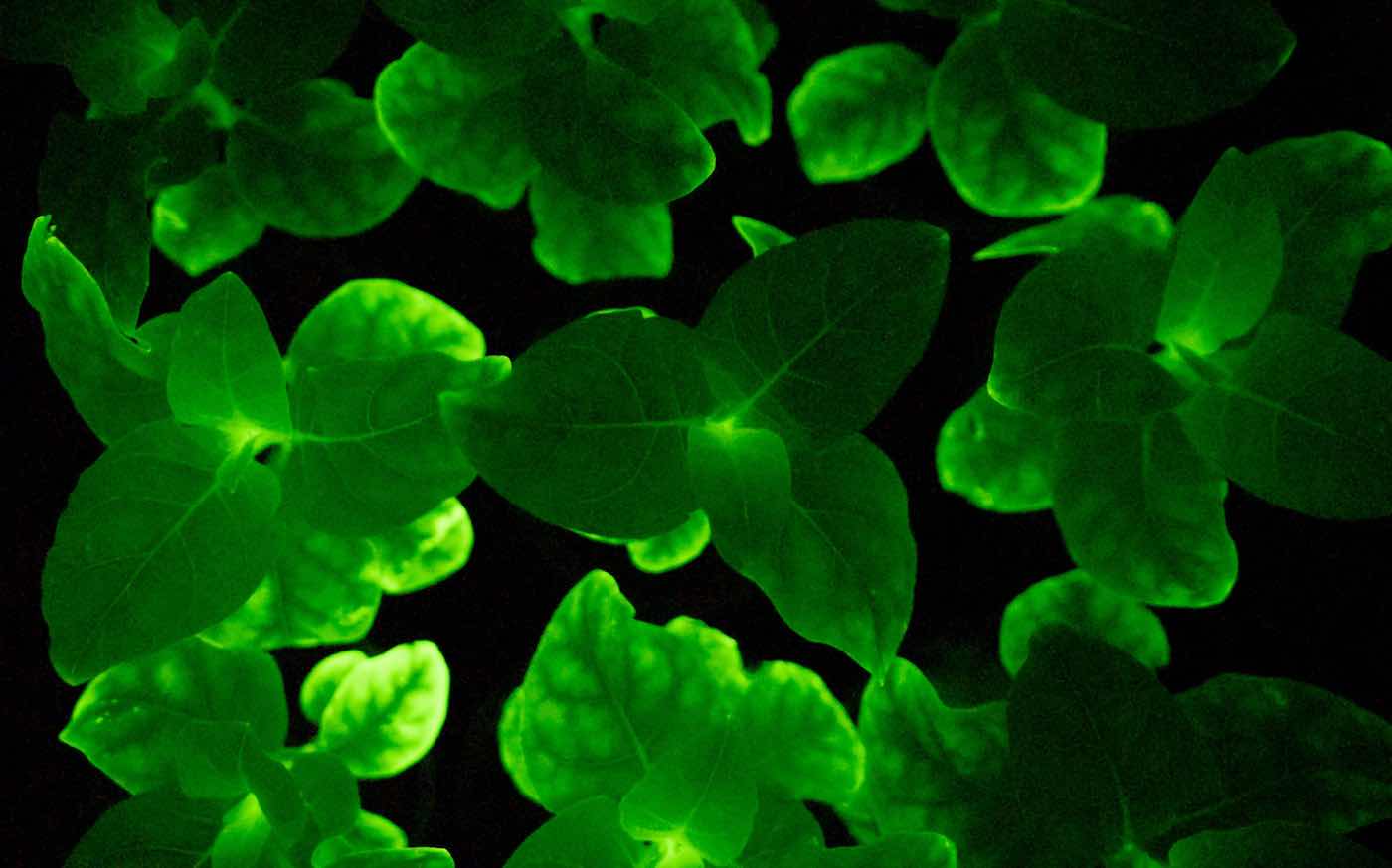For the First Time, Researchers Make Plants That Glow Sustainably—And They  Could One Day Light Up Our Homes