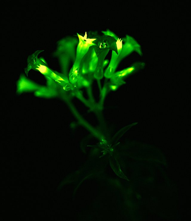 Glowing-Flowers-Planta-Released.jpg