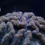 Scientists Make History With Discovery That Will Help Save America’s Great Coral Reef